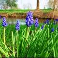 muscari33118961280